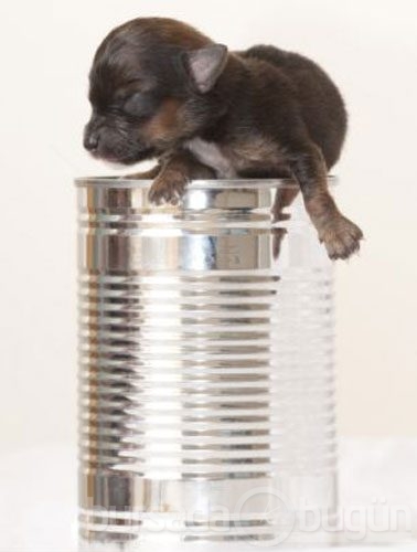 İşte en küçük köpek