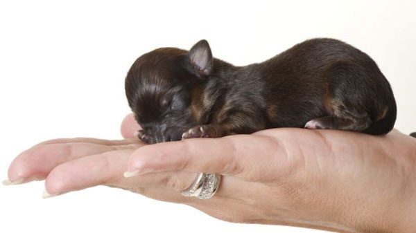 İşte en küçük köpek