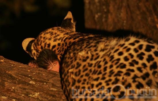Leoparın intikamı rekor kırıyor