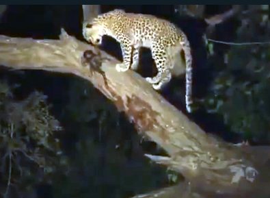 Leoparın intikamı rekor kırıyor