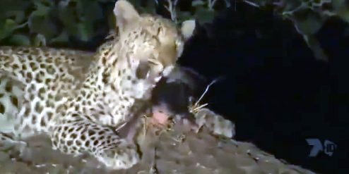 Leoparın intikamı rekor kırıyor