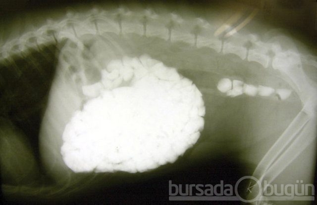 Akılalmaz X-Ray görüntüleri!