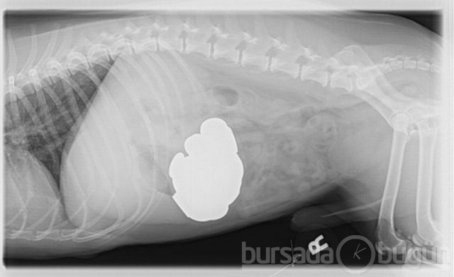 Akılalmaz X-Ray görüntüleri!