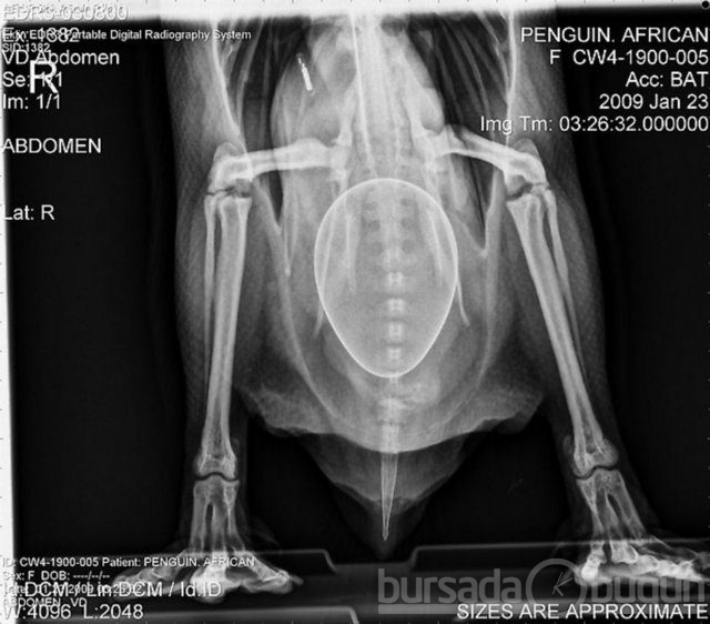 Akılalmaz X-Ray görüntüleri!