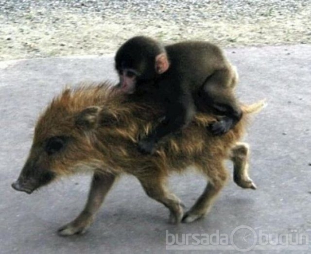 Свинья и обезьяна женщина. Свинья и обезьяна женщина. Свинья и обезьяна женщина. Обезьяна на кабане. Свинья и обезьяна женщина.