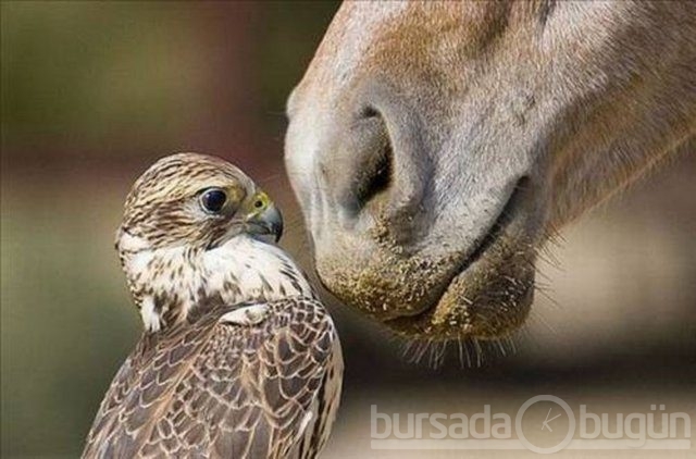 Bu karede photoshop yok!