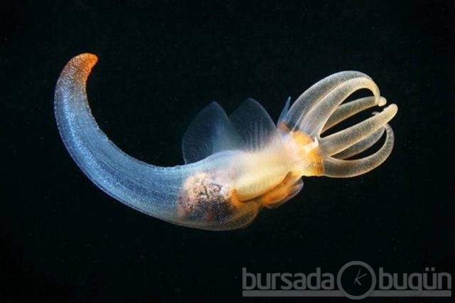 Deniz canavarları...