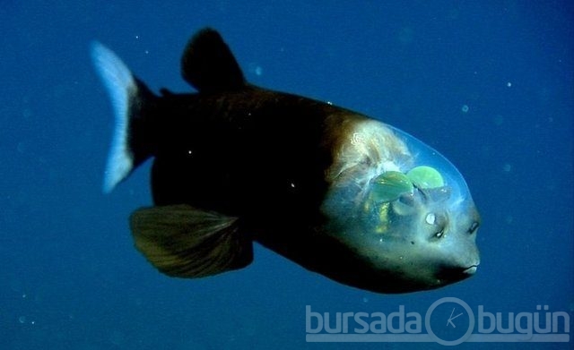 Deniz canavarları...