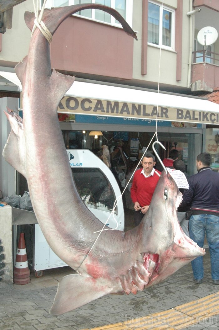 3 metrelik canavar şaşırttı...