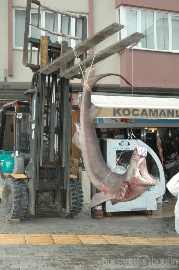 3 metrelik canavar şaşırttı...