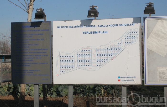 Bursa hobi bahçelerinde hırsızlık şoku - ÖZEL HABER