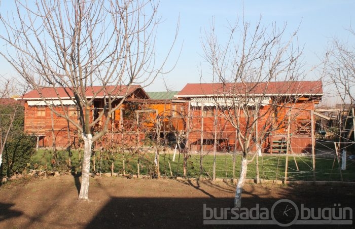 Bursa hobi bahçelerinde hırsızlık şoku - ÖZEL HABER