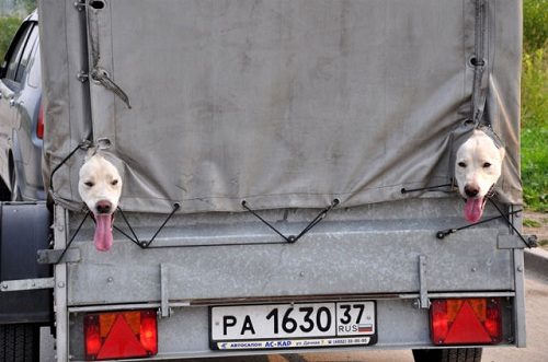 Rusya'dan ilginç kareler...