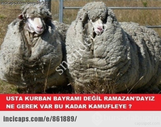 Ramazan capsleri