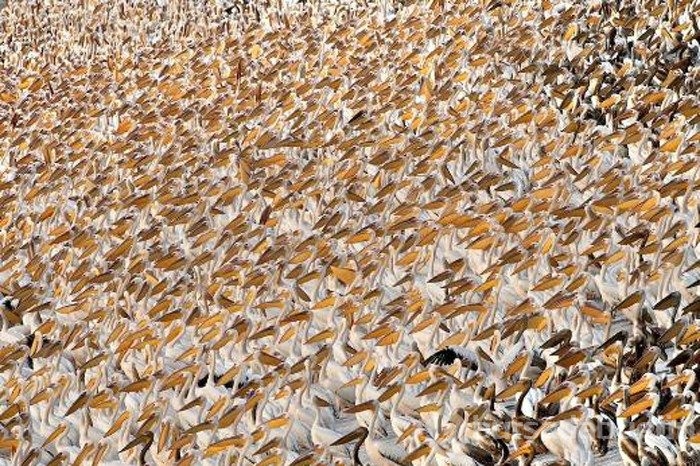 Yılın en güzel bilim fotoğrafları