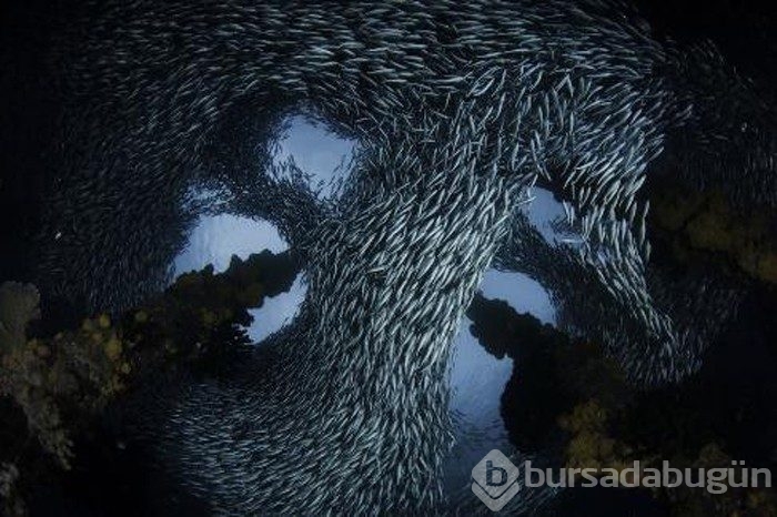 Yılın en güzel bilim fotoğrafları