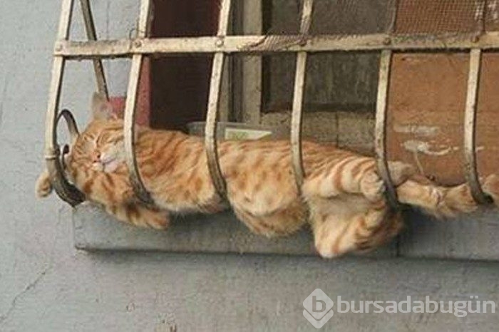 En Komik Fotoğraflar