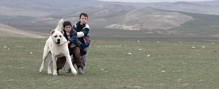 Sivas 