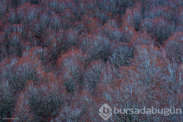Ödüllü vahşi yaşam fotoğrafları...