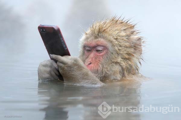Ödüllü vahşi yaşam fotoğrafları...