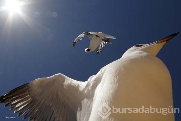 Ödüllü vahşi yaşam fotoğrafları...