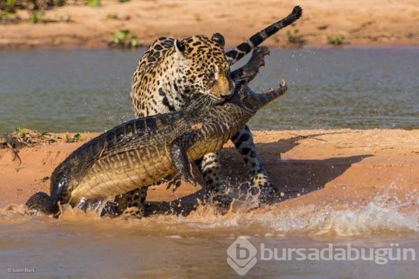 Ödüllü vahşi yaşam fotoğrafları...