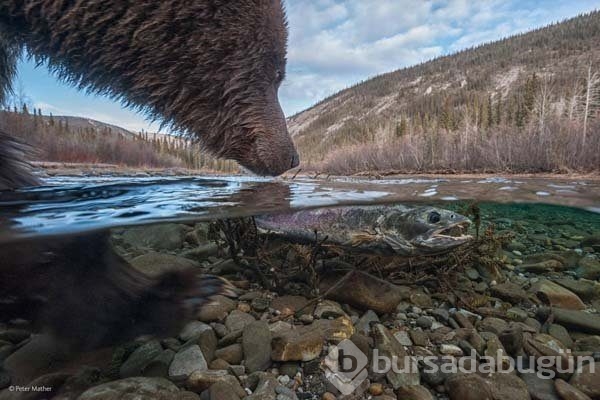 Ödüllü vahşi yaşam fotoğrafları...