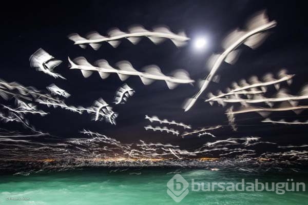 Ödüllü vahşi yaşam fotoğrafları...