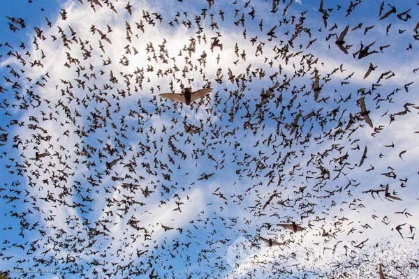 Ödüllü vahşi yaşam fotoğrafları...