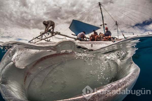 Ödüllü vahşi yaşam fotoğrafları...