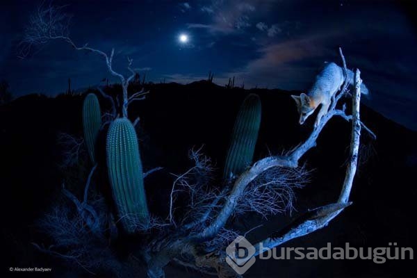 Ödüllü vahşi yaşam fotoğrafları...