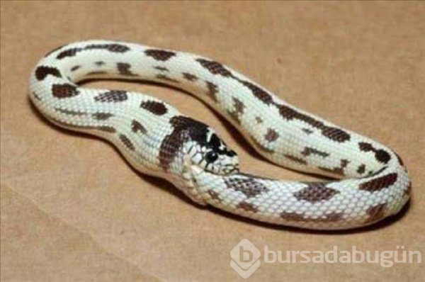 Bu fotoğraflar gülmekten öldürür...