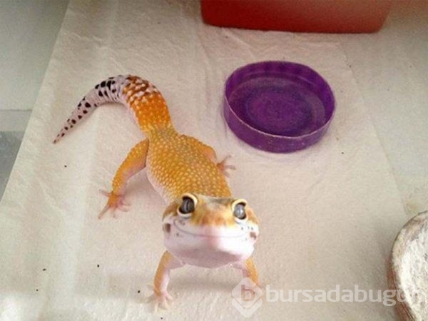 Garip ama fotojenik...