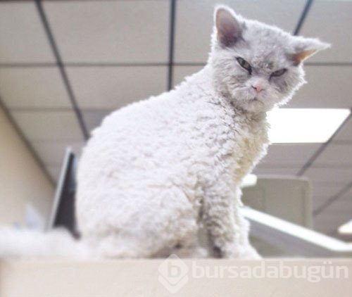 İnternetin yeni fenomeni kızgın kedi Albert