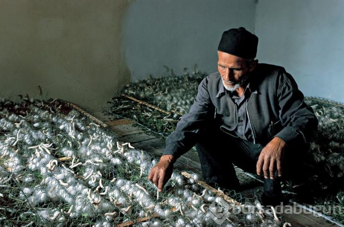Sanatçı Yağlıdere'den 'İpekböceğinin Öyküsü'