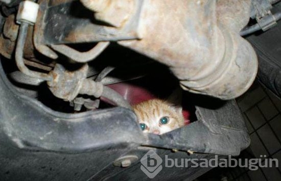 Kimse ne yapacağını bilmedi