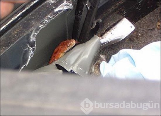 Kimse ne yapacağını bilmedi