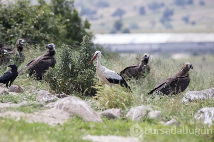 Akbaba lokantası