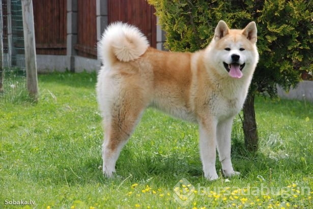 Dünyanın en güçlü köpekleri