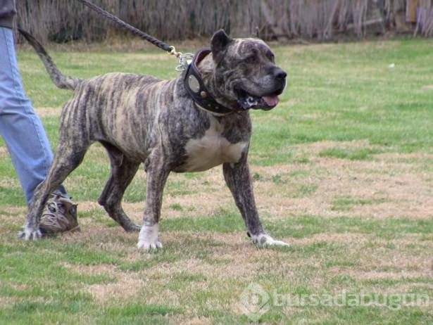 Dünyanın en güçlü köpekleri
