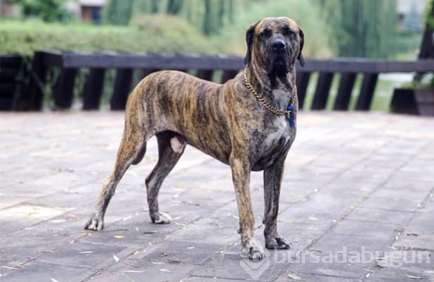 Dünyanın en güçlü köpekleri