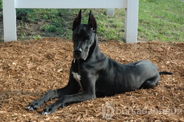 Dünyanın en güçlü köpekleri