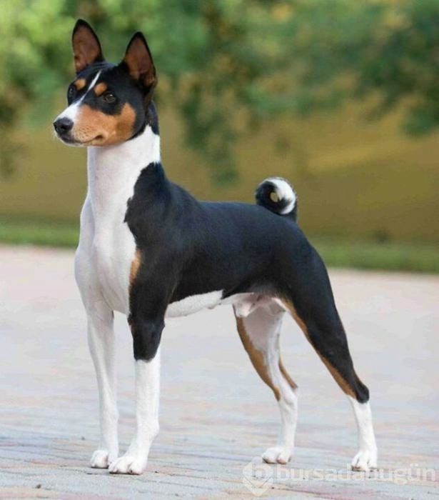 Dünyanın en güçlü köpekleri