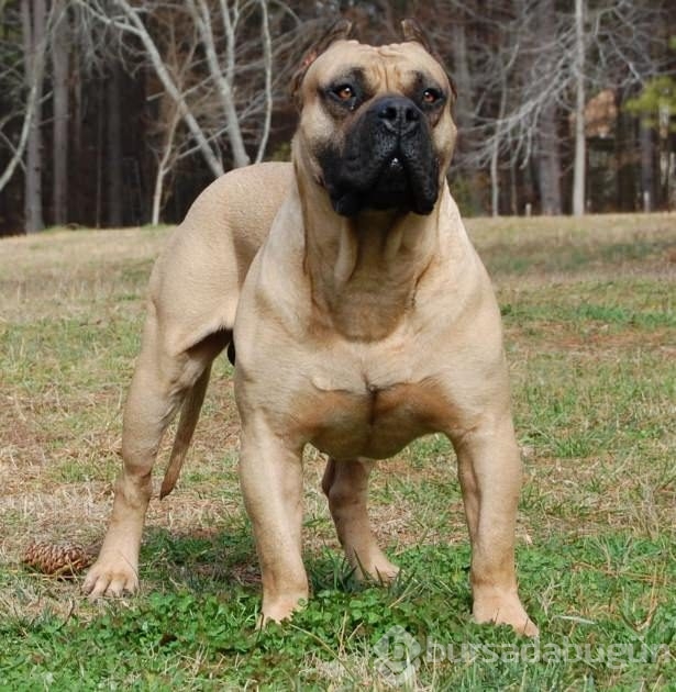 Dünyanın en güçlü köpekleri