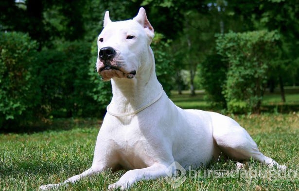 Dünyanın en güçlü köpekleri