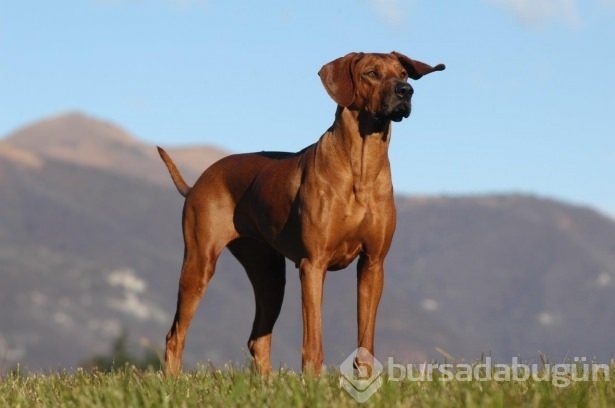 Dünyanın en güçlü köpekleri