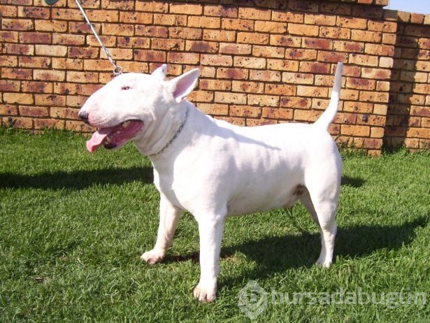 Dünyanın en güçlü köpekleri