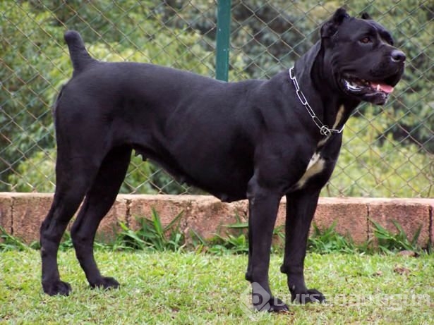 Dünyanın en güçlü köpekleri