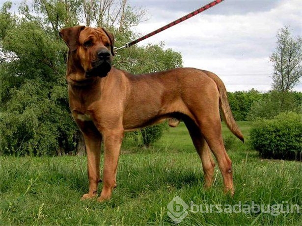 Dünyanın en güçlü köpekleri