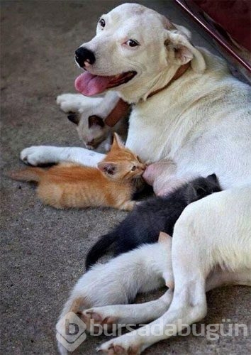 Dünyanın en masum fotoğrafları